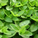 فوائد البردقوش