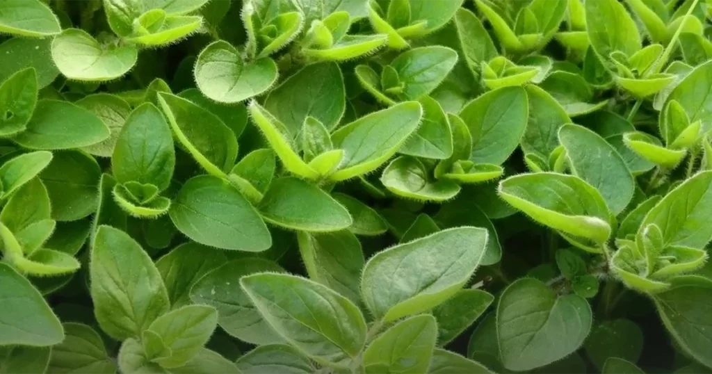 فوائد البردقوش