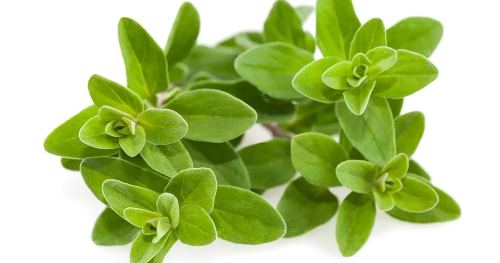 فوائد البردقوش